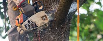 Professional Tree Removal in La Villa, TX