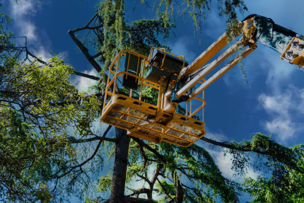 Leaf Removal in La Villa, TX