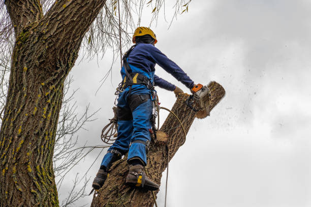 Best Storm Damage Tree Cleanup  in La Villa, TX