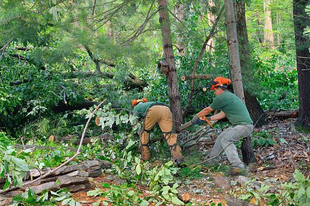 Best Tree Risk Assessment  in La Villa, TX