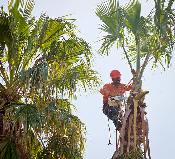 Best Tree Preservation Services  in La Villa, TX