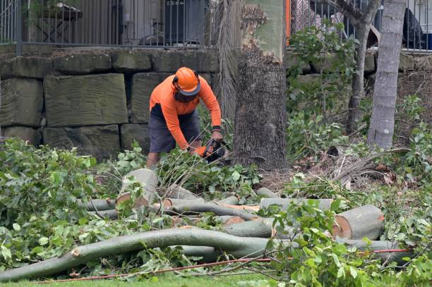 How Our Tree Care Process Works  in  La Villa, TX